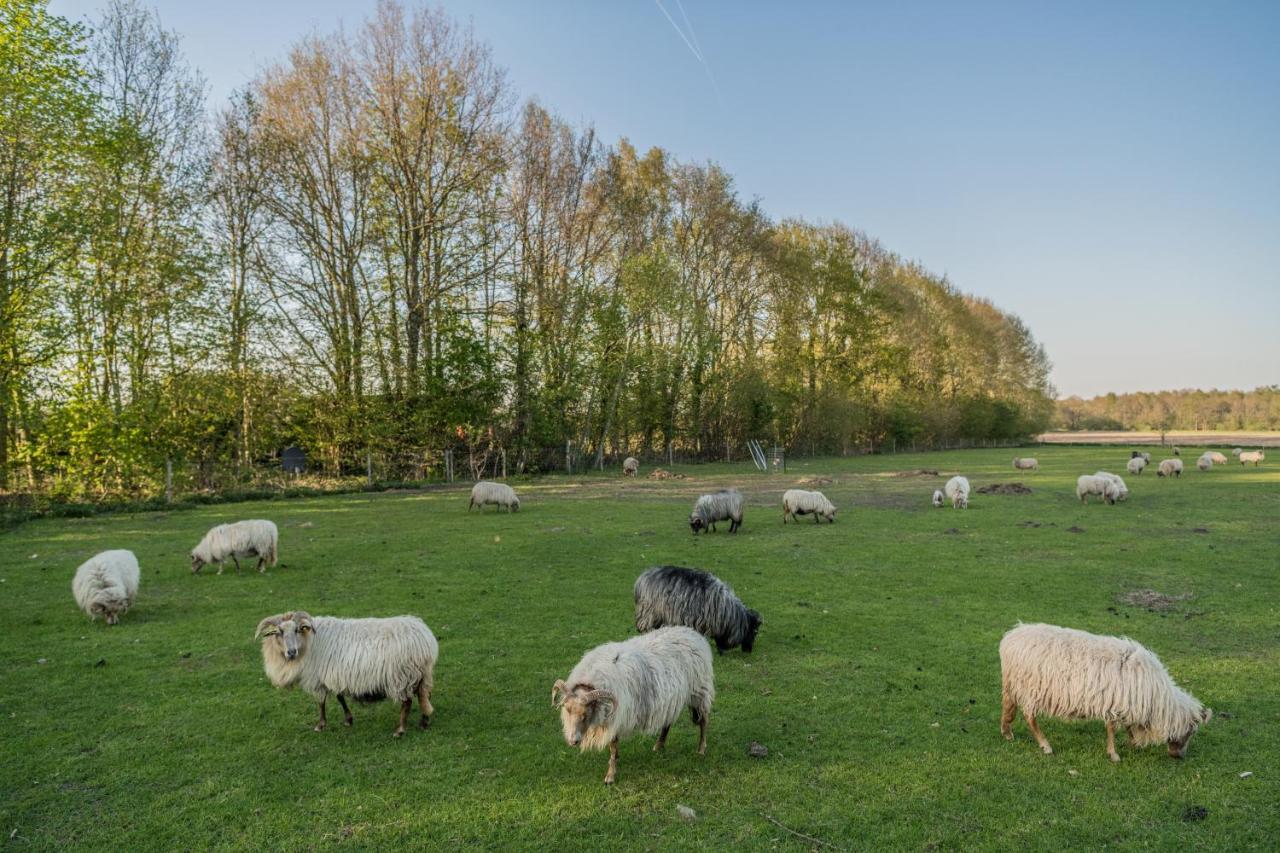 Pipowagen Elsebein Groningen Westerwolde Unieke Ligging Met Eigen Tuin En Vrij Uitzicht Over Veld Naar Natuurgebied Onstwedde Extérieur photo